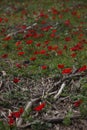 Poppies in Israeli forest