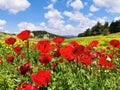 Poppies and israeli spring