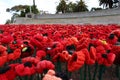 Poppies laid in front of the State War Memorial, Kings Park, Perth.