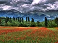 Poppies landscape with mountains and trees