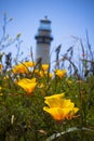 Poppies and Lighthouse Royalty Free Stock Photo