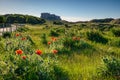 Poppies and Lupins on Bamburgh Sand Dunes Royalty Free Stock Photo