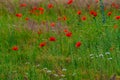 Blooming poppies in a meadow Royalty Free Stock Photo