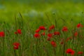 Poppies on the meadow in the summer Royalty Free Stock Photo
