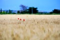 Poppies meadow and summer storm