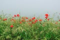 Poppies in the morning mist