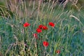 Poppies in nature dancing in the wind