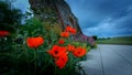 Bright Red Poppies near an old wall