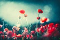 Poppies at night