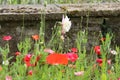 Poppy Border, Country Garden