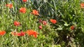 Pretty poppies