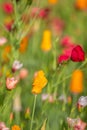 A Meadow of Wildflowers in Summer Royalty Free Stock Photo