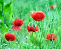 Poppies Papaver rhoeas with big red flowers