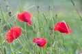 Poppies (Papaver Rhoeas)