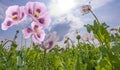 Poppies Royalty Free Stock Photo