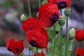 Poppies Pods and Poppies Royalty Free Stock Photo