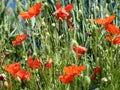 Poppies