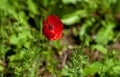 Shot of bright red poppies against a blue sky. High quality photo Royalty Free Stock Photo