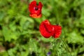 Shot of bright red poppies against a blue sky. High quality photo Royalty Free Stock Photo