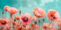 Poppies poppy flowers in the field on blurry background Royalty Free Stock Photo