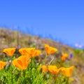 Poppies poppy flowers in orange at California spring fields Royalty Free Stock Photo