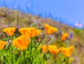 Poppies poppy flowers in orange at California spring fields Royalty Free Stock Photo