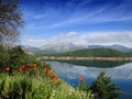 Poppies in the Porma Reservoir Royalty Free Stock Photo