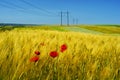 Poppies and power line Royalty Free Stock Photo