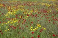 A spectacular and colorful field of flowers