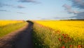 Poppies in Seed Field Royalty Free Stock Photo