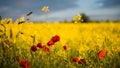 Poppies in Seed Field Royalty Free Stock Photo