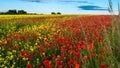 Poppies in Seed Field Royalty Free Stock Photo