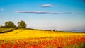Poppies in Seed Field Royalty Free Stock Photo