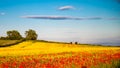 Poppies in Seed Field Royalty Free Stock Photo