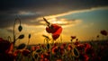 Poppies in Seed Field