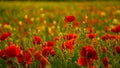 Poppies in Seed Field Royalty Free Stock Photo