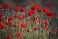 Poppies Royalty Free Stock Photo