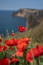 Poppies red close-up on the background of the blue sea. Beautiful bright spring flowers. Atmospheric landscape with Royalty Free Stock Photo