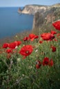 Poppies red close-up on the background of the blue sea. Beautiful bright spring flowers. Atmospheric landscape with Royalty Free Stock Photo