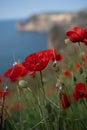 Poppies red close-up on the background of the blue sea. Beautiful bright spring flowers. Atmospheric landscape with Royalty Free Stock Photo