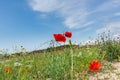 Poppies red flowers blue sky, bright sunny summer landscape. A poppy field on a clear spring day Royalty Free Stock Photo