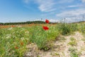 Poppies red flowers blue sky, bright sunny summer landscape. A poppy field on a clear spring day Royalty Free Stock Photo