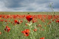 Poppies red flowers blue sky, bright sunny summer landscape. A poppy field on a clear spring day Royalty Free Stock Photo