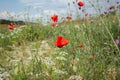 Poppies red flowers blue sky, bright sunny summer landscape. A poppy field on a clear spring day Royalty Free Stock Photo