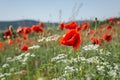 Poppies red flowers blue sky, bright sunny summer landscape. A poppy field on a clear spring day Royalty Free Stock Photo