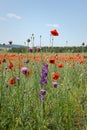 Poppies red flowers blue sky, bright sunny summer landscape. A poppy field on a clear spring day Royalty Free Stock Photo