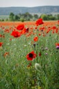 Poppies red flowers blue sky, bright sunny summer landscape. A poppy field on a clear spring day Royalty Free Stock Photo