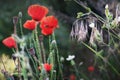 Poppies (Papaver Rhoeas)