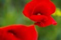 Poppies. Red Poppies flowers. Poppies in garden. Poppies spring and summer flower, summer day. Royalty Free Stock Photo