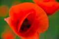 Poppies. Red Poppies flowers. Poppies in garden. Poppies spring and summer flower, summer day. Royalty Free Stock Photo